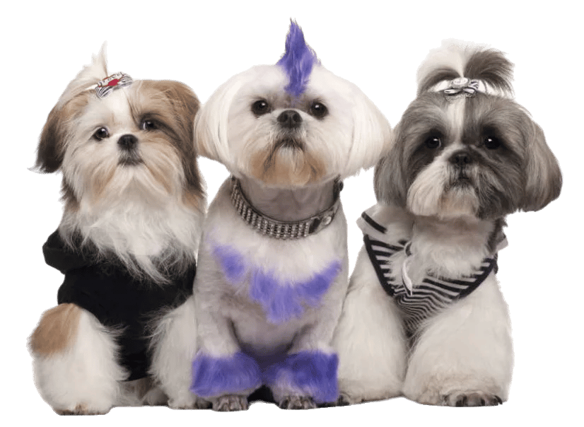 Pet Groom logo